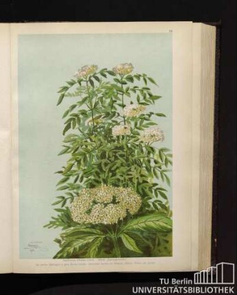 Sambucus Ebulus Linné. Attich, Zwergholunder.