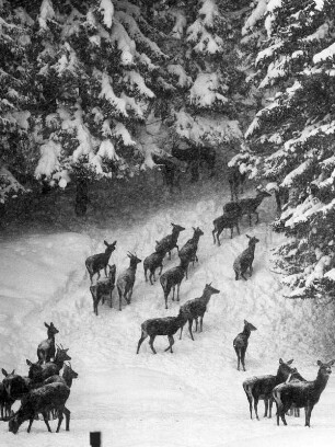 Österreich. Seefeld in Tirol. Um den Rotwildbestand zu erhalten, muss im Winter zugefüttert werden. Das Wild ist dabei zutraulich.