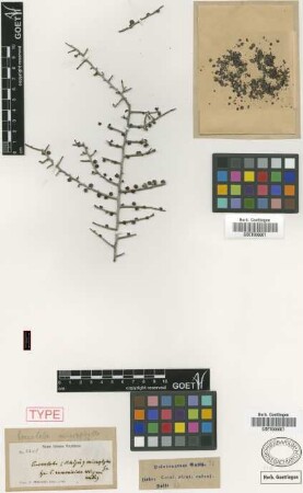 Coccoloba microphylla Griseb. [type]