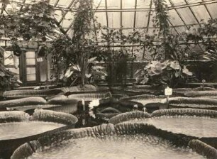 Seerosengewächse (Nymphaeaceae). Victoria amazonica, auch Amazonas-Riesenseerose, auch Victoria regia. Im Gewächshaus