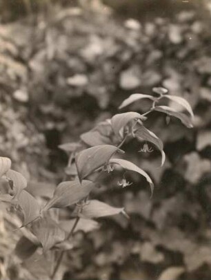Stängelumfassender Knotenfuß (Streptopus amplexifolius (L.) DC.), Nahaufnahme, in Blüte