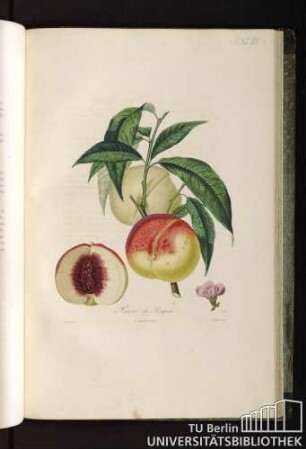 Pl. XLVII. Pavie de Pompone.