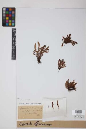 Ceterach officinarum DC.