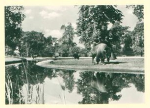 Tierpark Berlin Ausschnitt aus dem Bison-Pärie