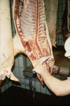Fotografie: Precision Livestock Farming, Tieridentifikation, Implantat
