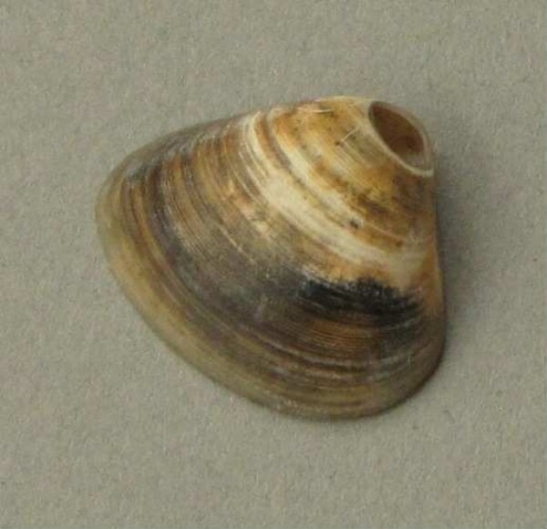 Anhänger aus Muschelschale