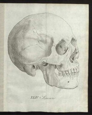 XLIV Sinensis