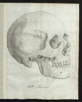 XLIV Sinensis