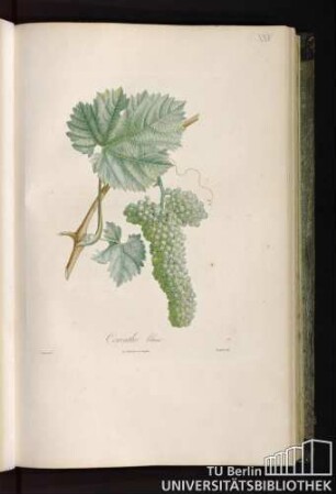 Pl. XXV. Corinthe blanc.