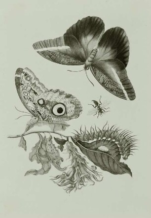 Metamorphisis Insectorum Surinamensium