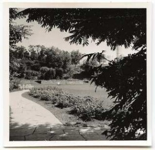 Deutsche Gartenschau 1950 auf dem Killesberg, Stuttgart: Im Rosental mit Plattenweg und einzelnen Stühlen, rechts zwischen den Blättern Aussichtsturm (sog. Zaiser-Turm).