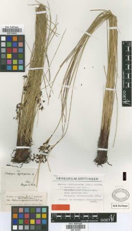 Carpha paniculata Phil.