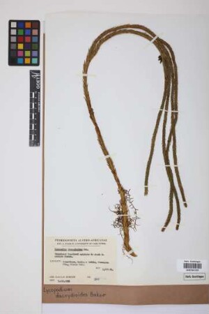 Phlegmariurus dacrydioides dacrydioides (Bak.) comb. ined.