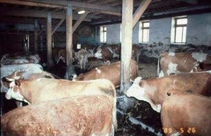 Fotografie: Milchkuh, Tretmiststall, Tieflaufstall