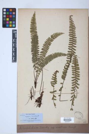 Asplenium lunulatum var. erectum (Bory ex Willd.) Baker