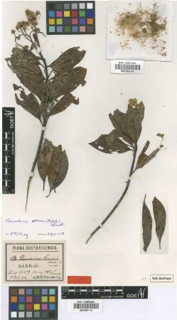 Eupatorium braunii Pol. [type]