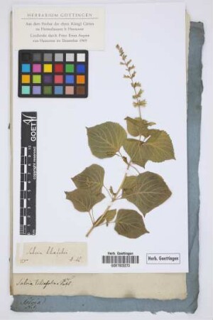 Salvia tiliaefolia Vahl