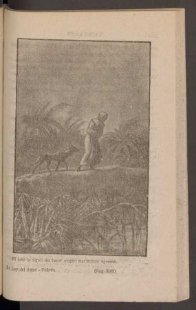 El lobo le siguió sin hacer ningún movimiento agresivo. - [Ilustración]