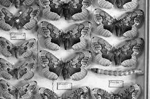 Entomologische Abteilung der Landessammlungen für Naturkunde