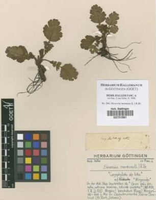 Sieversia montana (L.) R.Br.