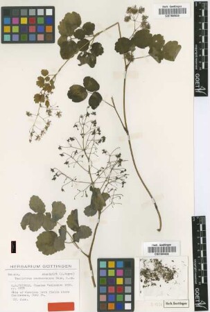 Thalictrum cuernavacanum Rose [syntype]