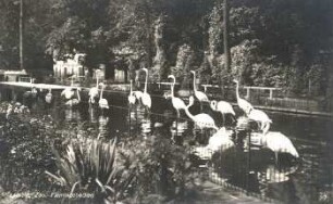 Leipzig: Zoo ; Flamingobecken