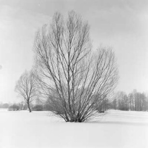 Landschaftsbild. Winter im Spreewald. : Wobraz krajiny. Zyma w Błótach.