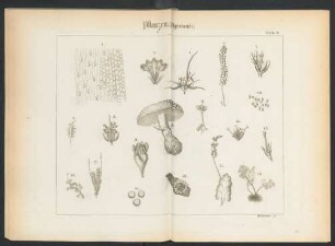 [Tafel I.-XI.: Pflanzen.]