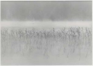 Schilf im Morgennebel