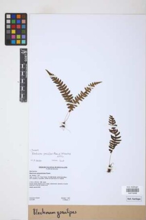 Blechnum gracilipes (Rosenst.) M. Kessler & A.R. Sm.