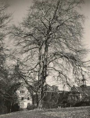 Helfenberg. Park des ehemaligen Ritterguts. Rotbuche. Im Hintergrund ehemaliges Herrenhaus mit Brauereigebäude
