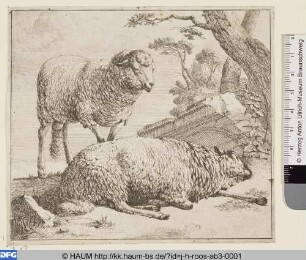 Schaf und Hammel