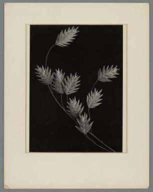 Ährengras, Ährchen (Uniola latifolia)