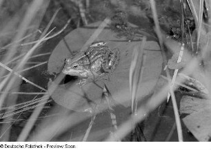 Frosch in einem Tümpel