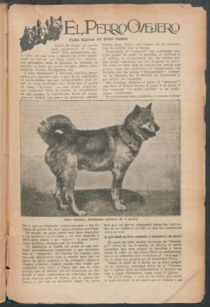 El perro ovejero : Para elegir un buen perro