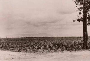 Tansania, Sisalplantage (Sisal-Agave (Agave sisalana))