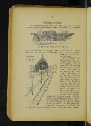 Das Pflanzen des Buchsbaums als Einfassung. Beschneiden breiter Einfassungen nach der Schnur.