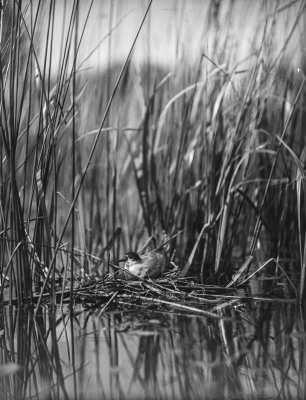 Trauerseeschwalbe : Trauerseeschwalbe (Childonias niger Linnaeus) beim Brüten.