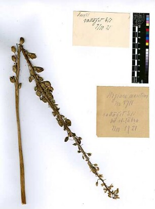 Liliaceae Urginea maritima Linné, Carl von (1707 - 1778)