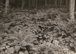 Bergwald. Quellflur mit Gewöhnlicher Pestwurz (Petasites hybridus, Syn. Petasites officinalis), auch Bach-Pestwurz oder Rote Pestwurz