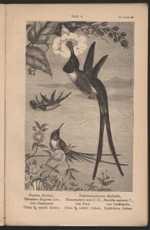 Tafel 8. Funken-Kolibri. Scheerenschwanz-Kolibri's