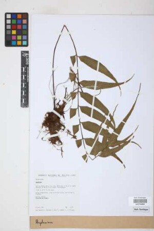Asplenium spec.