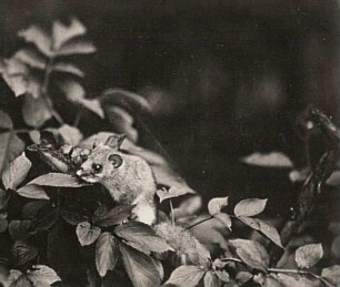 Siebenschläfer (Glis glis L.)