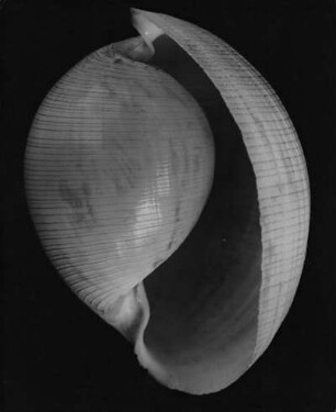 Atys naucum L., Phillipinen