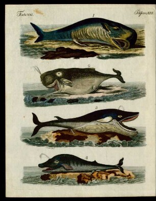 Walfisch-Arten.