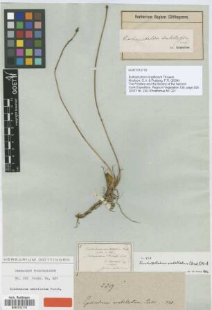 Epidendrum umbellatum G.Forst. [type]