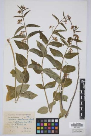 Cynanchum vincetoxicum Moench