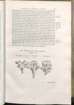 De Thoracis Vertrebis. Caput XVI. [De Lvmborvm Vertebris. Caput XVII. De Osse Sacro, Et Osse coccyge. Caput XVIII. De Thoracis Ossibvs. Caput XIX. De Cartilaginea Qvae Cordis Basi ascribitur substantia, seu cordis osse. Caput XX.]