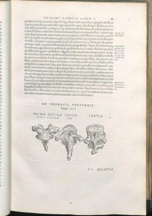 De Thoracis Vertrebis. Caput XVI. [De Lvmborvm Vertebris. Caput XVII. De Osse Sacro, Et Osse coccyge. Caput XVIII. De Thoracis Ossibvs. Caput XIX. De Cartilaginea Qvae Cordis Basi ascribitur substantia, seu cordis osse. Caput XX.]