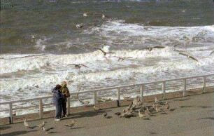 Westerland: Möwenfütterung